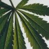 Bodylotion met de geur van marihuana Bodylotion met de geur van marihuana