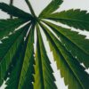 Scent of Marihuana – Groot stuk zeep Scent of Marihuana – Groot stuk zeep