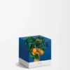 Kleine Oranjebloesemkaars Kleine Oranjebloesemkaars