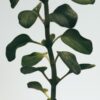 Grote zeep met Oregano Grote zeep met Oregano