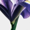 loewe Iris Root EDP 100 ml loewe Iris Root EDP 100 ml