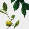 Midi Earl Grey-kaars Midi Earl Grey-kaars