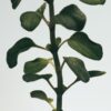 Oregano Zeep Duo-set Oregano Zeep Duo-set